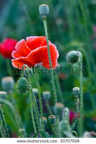 Red Poppy on a green unfocused background