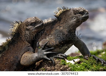 Two sea iguana on the stone. Galapagos Islands. Close-up. An excellent illustration. An unusual picture.