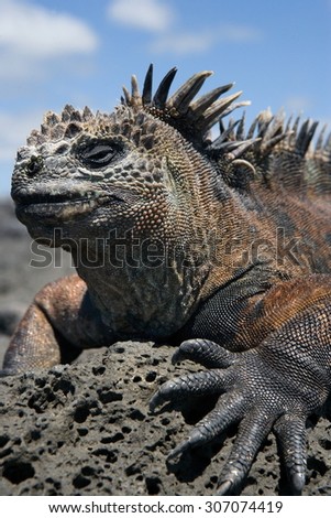Marine iguana on the stone. Galapagos Islands. Close-up. An excellent illustration. An unusual picture.