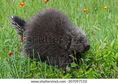 Porcupine (Erethizon dorsatum) Walks Right - captive animal