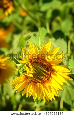 Yellow sunflower in bright sun on a field of sunflowers.