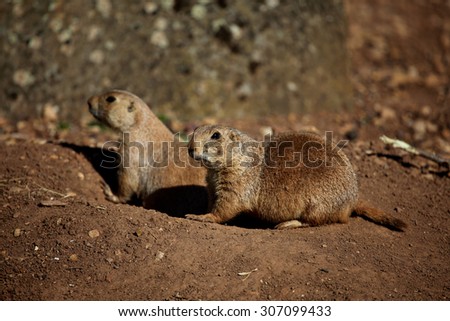 Black-tailed prairie dogs (Cynomys ludovicianus) outside a burrow entrance.