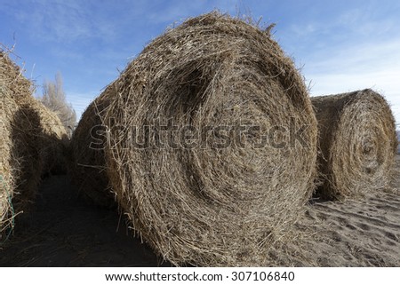 Hay for cattle