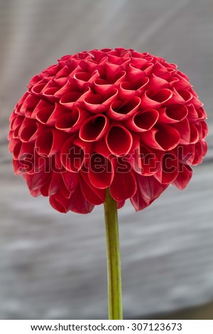 Stand Alone Red Dahlia