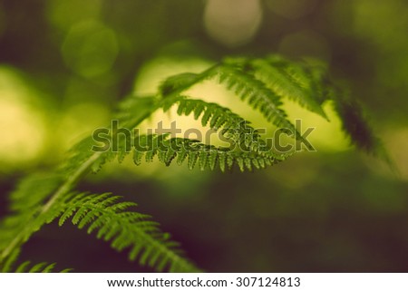 vintage soft blurred green fern leafs on blurred background with bokeh