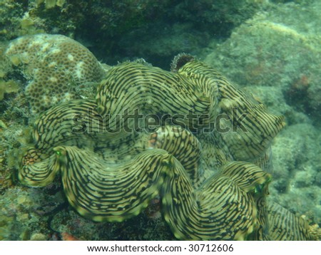 Macro of a clam - Pacific Ocean, Thailand