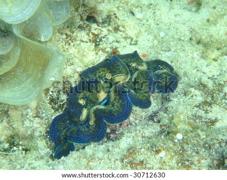 Macro of a clam - Pacific Ocean, Philippines