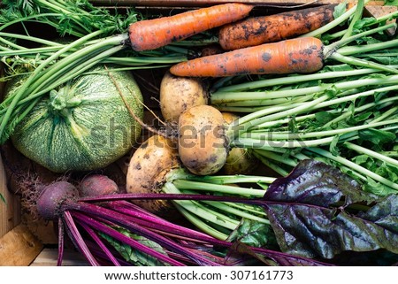 Closeup of freshly harvested vegetables (turnips, beetroots, carrots, round marrow), top view Royalty-Free Stock Photo #307161773