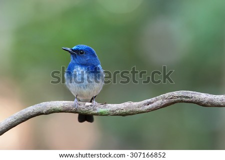 The Hainan blue flycatcher (Cyornis hainanus) is a species of bird in the Muscicapidae family. It is found in Cambodia, China, Hong Kong, Laos, Myanmar, Thailand, and Vietnam. Royalty-Free Stock Photo #307166852