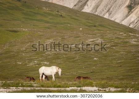Isolated white horse in a prairie. Grass background