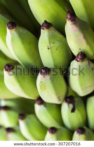 Branch of green banana
