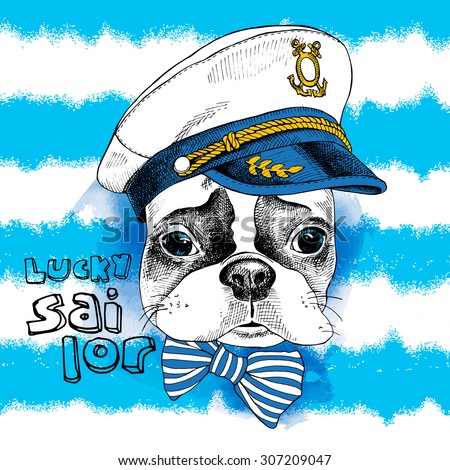 Image Portrait of French bulldog in a sailor's cap and tie on blue striped background. Vector illustration.