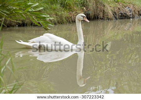 Two white swans in park (Cygnus, Anatidae)