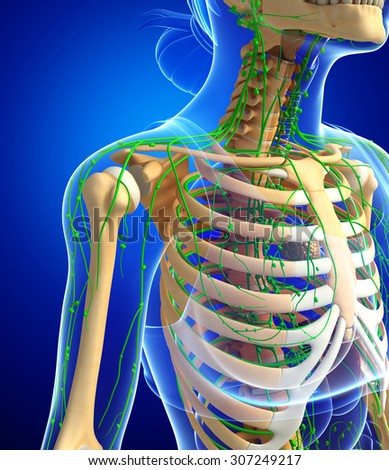 Illustration of Female skeleton with lymphatic system 