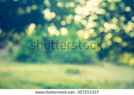 Abstract photo of defocused summer forest, photo useful as background. Vintage mood effect