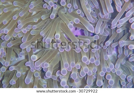 Macro of an anemone - Pacific Ocean, Philippines