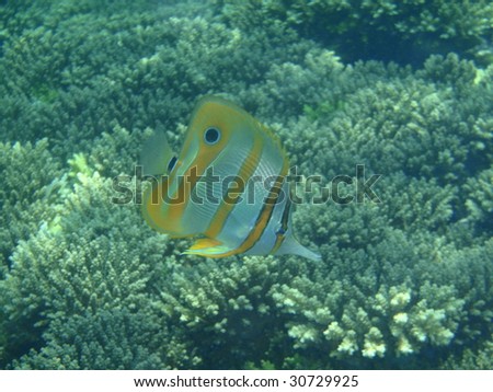 chelmon rostratus, foureye butterfly fish - Pacific Ocean, Thailand
