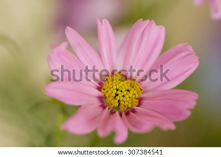 Pink cosmos flower 