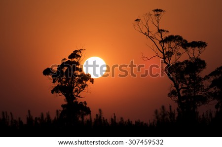 Sunset behind the forest