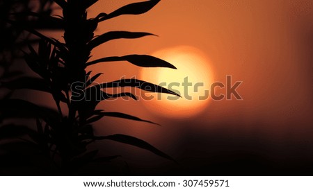 Sunset behind the forest