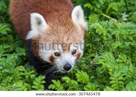 Red Panda close up of face