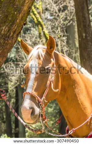 Horse in the woods