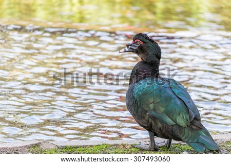 Muscovy duck over pond