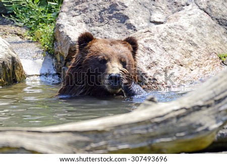 Grizzly Bear in water - isolated