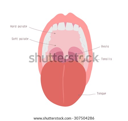 Tonsils in open mouth view