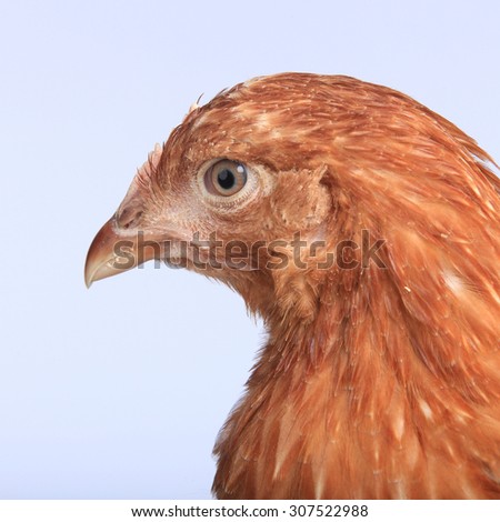 close-up portrait of a pair of hens red color on a white background studio