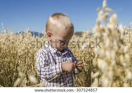 little boy in field with oats young agronomist Royalty-Free Stock Photo #307524857