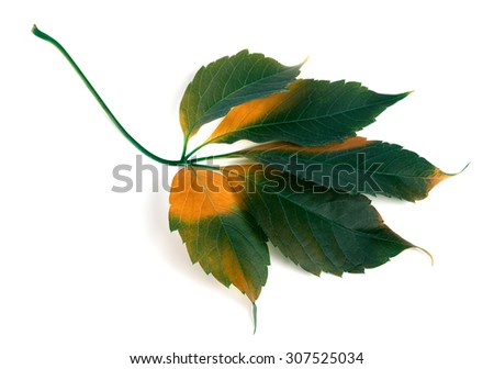 Multicolor grapes leaf (Parthenocissus quinquefolia foliage). Isolated on white background.