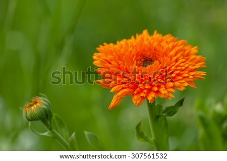 Marigold flower in the meadow, double-flowered cultivar. (Calendula officinalis). Selective focus.