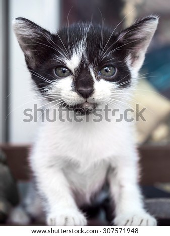 Little cute black and white kitten in outdoor real living, selective focus on its eye