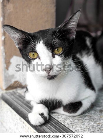 Yellow eye adult female cat lay on outdoor floor