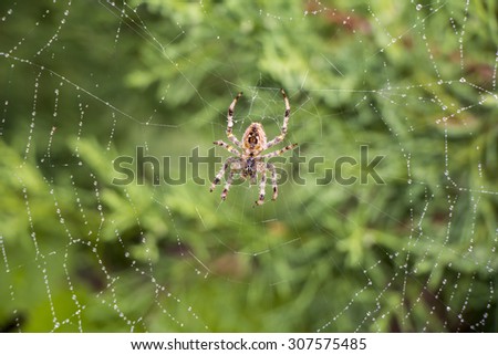 Garden spider (Argiope aurantia) in its net Royalty-Free Stock Photo #307575485