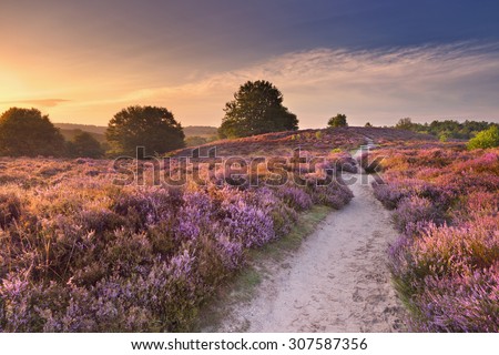A path through endless hills with blooming heather at sunrise. Photographed at the Posbank in The Netherlands.
