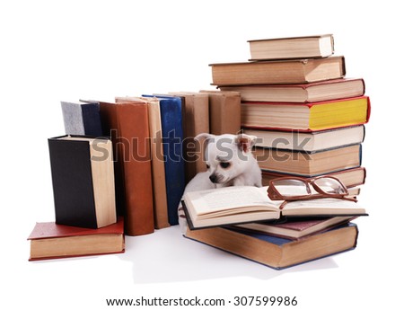 Adorable chihuahua dog on heap of books isolated on white