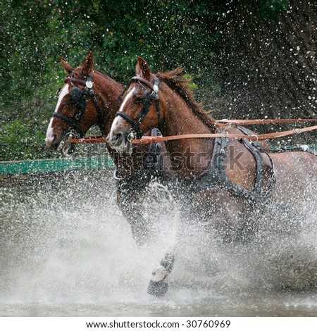 horse cart performing a ride through a water, high shutter speed captures multiple water splash