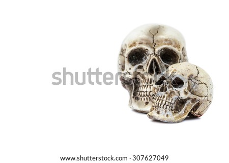 Skull model isolated on white background. Clipping path in picture.