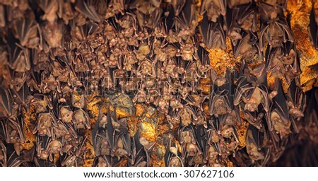 Colony of bats, hanging from the ceiling of Goa Lawah Bat Cave Temple and sleeping, in Bali, Indonesia.