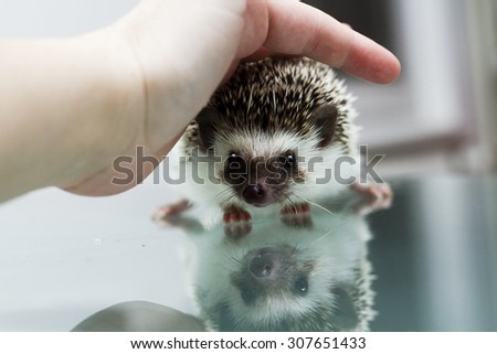 young girl stroking your pet african pygmy hedgehog baby