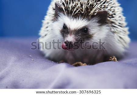 finicky african pygmy hedgehog sitting on a cushion and eats insects
