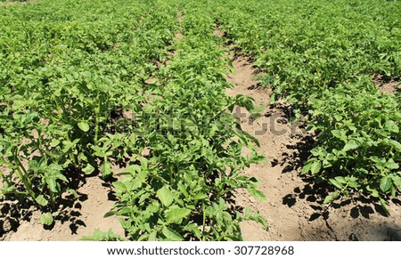 field planted with potatoes, green bushes potatoes