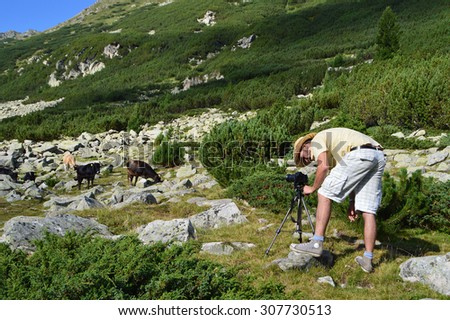 Young Photographer Shooting A Herd Of Cows In The Mountains