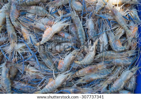 Fresh shrimp or Fresh big Lobster background Royalty-Free Stock Photo #307737341