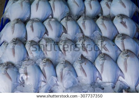 Pomfret fish for cooking at market Royalty-Free Stock Photo #307737350
