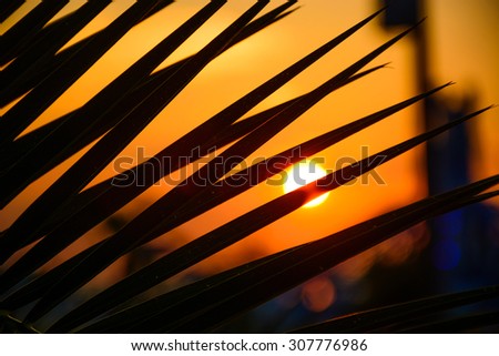 Silhouette of palm leaves against the backdrop of the setting sun