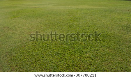 Green grass nature background texture.