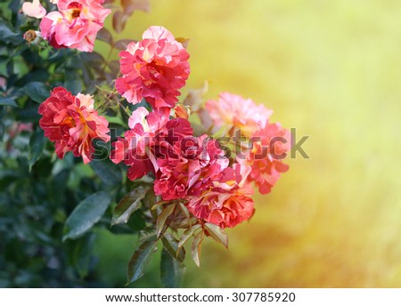 bright background with beautiful roses in the garden